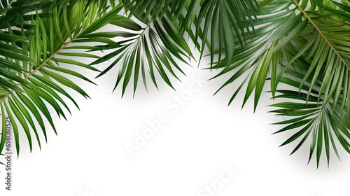 Isolate on a white background tropical palm wallpaper