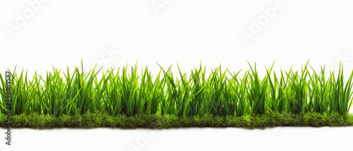 Green grass isolated on a white background. , 3 . photo