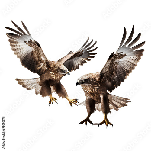 A falcon flying in search of food on a transparent background PNG © PNG for U