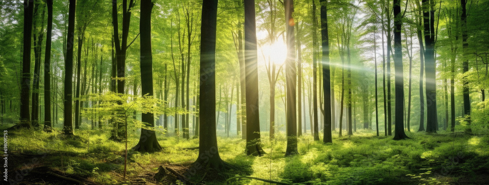 Fototapeta Beautiful spring forest panorama with sunbeams and lens flares