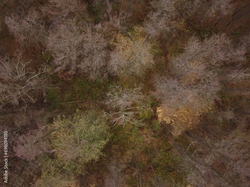 Aerial drone view of foggy autumn deciduous forest in the morning. Top view of leafless trees in the forest in the late fall season. Brown, green and yellow trees. Ecology and environment