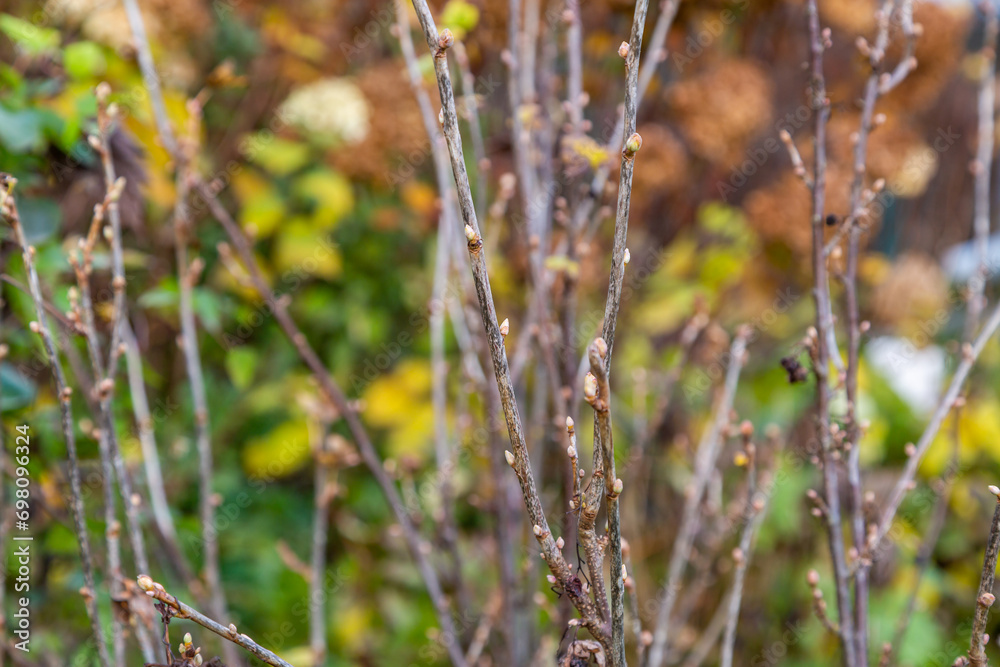 Budding in spring in the garden. Black currant in the period of budding. Budding in spring in the garden. Black currant in the period of budding.