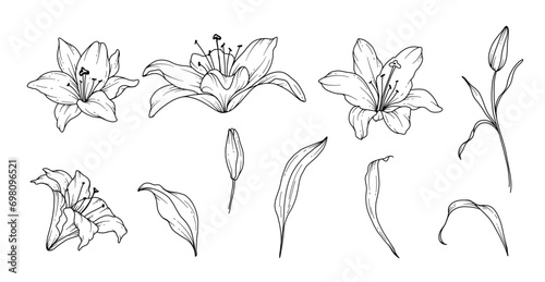 Lily Line Drawing. Black and white Floral Bouquets. Flower Coloring Page. Floral Line Art. Fine Line Lilies illustration. Hand Drawn flowers. Botanical Coloring. Wedding invitation flowers