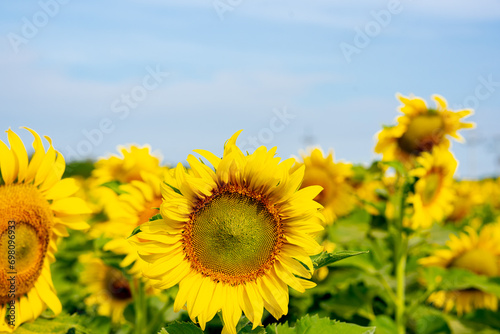 Sunflower in flower garden on hill of countryside 