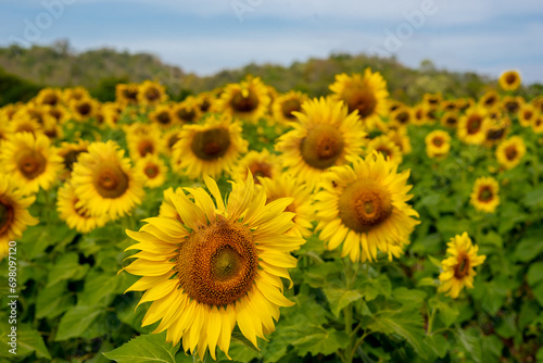 Sunflower in flower garden on hill of countryside 