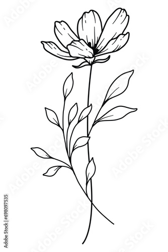 Cosmos Line Art. Cosmos outline Illustration. October Birth Month Flower. Cosmos outline isolated on white. Hand painted line art botanical illustration.