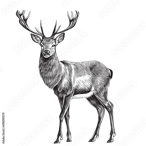 Deer wild animal sketch hand drawn illustration