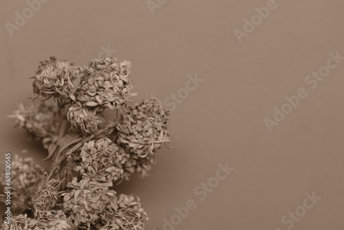 Photo background of close up dried flowers. Sephia tone . Bunga kering photo