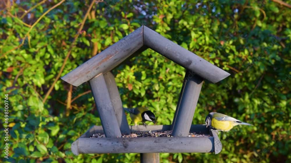 Tits having a snack on a garden bird feeder. Beautiful small garden bird feeding in winter time in bird feeder Tits having a snack on a garden bird feeder. Beautiful small garden bird feeding in winter time in bird feeder