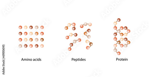 Protein Formation. Biochemical Structure Of Amino acids, Peptides And Proteins Molecular Model. Scientific Design. Vector Illustration.