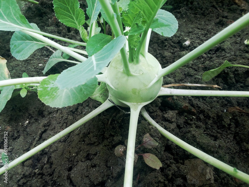 Flat Round white Kohlrabi planted in the land, It is brassica family, Local name 'Ol copi'