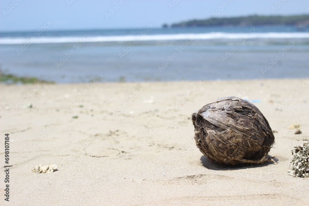 coconut on the beach coconut on the beach