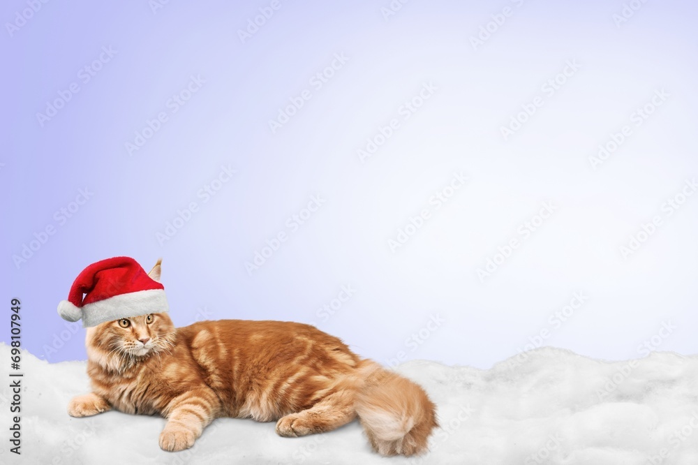 New Year card. Cute cat in Santa hat New Year card. Cute cat in Santa hat