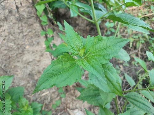 Wallpaper Mural Chromolaena odorata or Kirinyuh is a woody plant and belongs to the Asteraceae family Torontodigital.ca