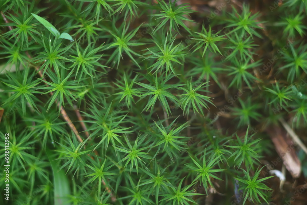 green moss background green moss background