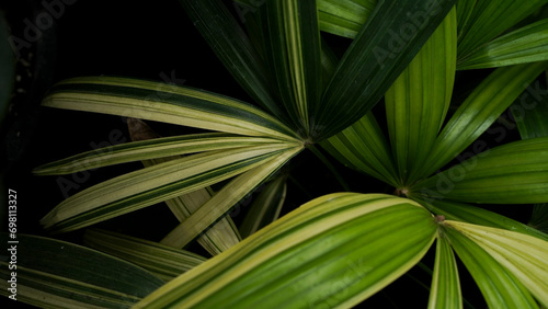 variegated palm leaves