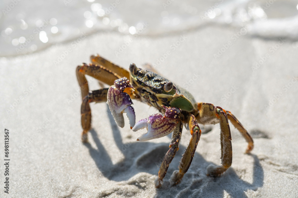 Sea crabs are hard to find on pristine beaches with beautiful white sand. Sea crabs are hard to find on pristine beaches with beautiful white sand.