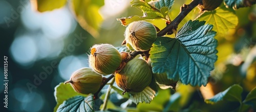 Close-up macro shot of a hazelnut fruit on a branch in August in Italy's Lazio region.