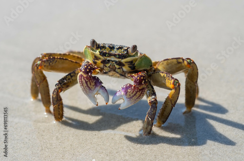 Sea crabs are hard to find on pristine beaches with beautiful white sand.