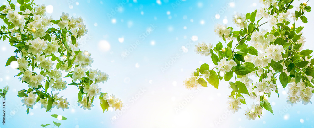 White jasmine The branch delicate spring flowers White jasmine The branch delicate spring flowers