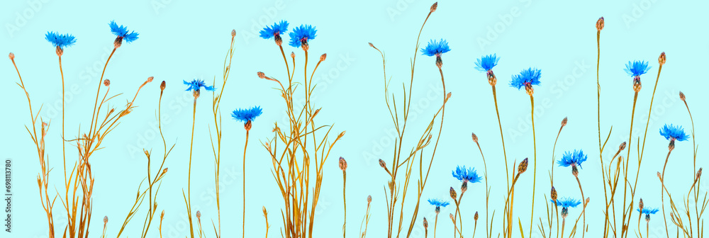 Centaurea cyanus. Blue flowers of cornflowers. floral abstract background. - obrazy, fototapety, plakaty 