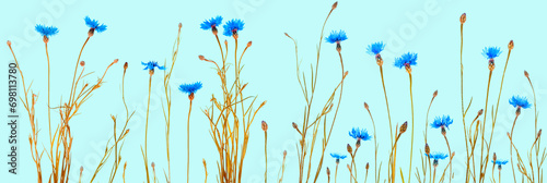 Centaurea cyanus. Blue flowers of cornflowers. floral abstract background. photo