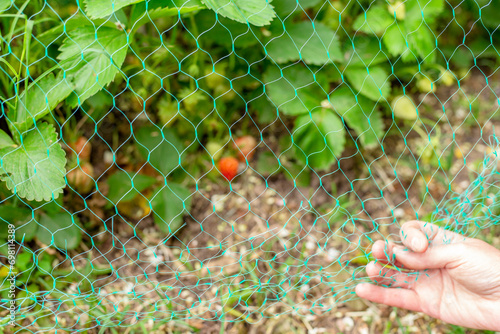 Wallpaper Mural A gardener covers a ripe strawberry with a protective bird net. Crop protection Torontodigital.ca