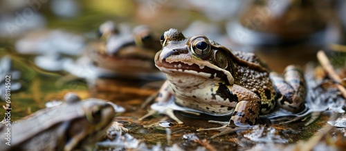 Common Frogs in Europe leave hibernation dens and gather in shallow ponds where males call females in early spring. photo