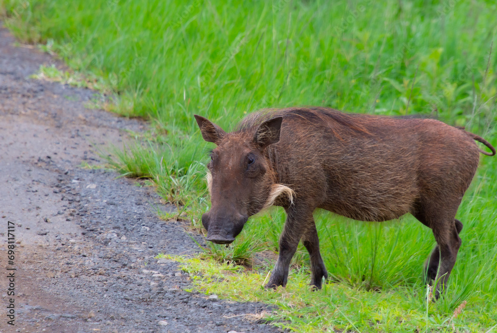 Specimen of wild boar in its natural habitat in South Africa Specimen of wild boar in its natural habitat in South Africa