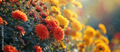 The hardy chrysanthemum adds color and vigor to fall landscapes. photo