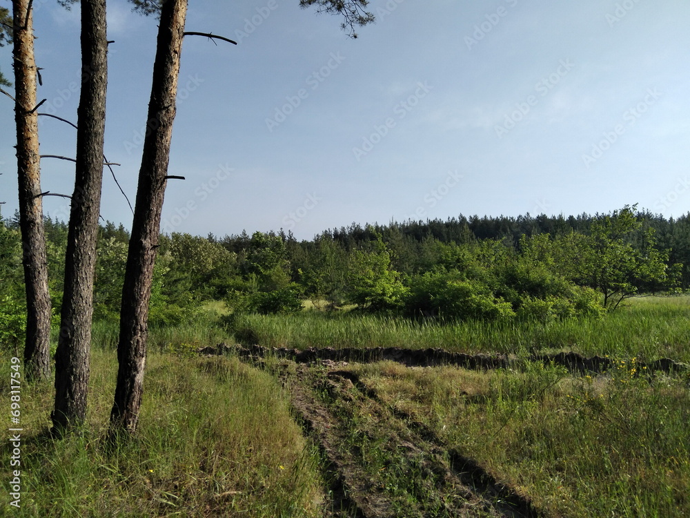 Fototapeta premium Pine forest. Tall tree trunks. Light and shadow. Bushes and grass.