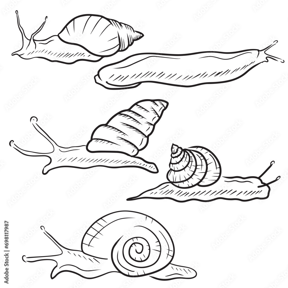 SEt of realistic snails in black on white background. Giant african