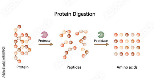 Protein Digestion. Proteases Enzymes (proteinases and peptidases) are digesting the protein into small peptide chains then into single amino acids, to be absorbed into the blood stream. Vector design.