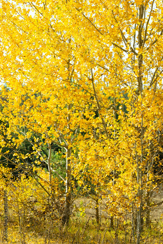 Bright yellow color of autumn aspen