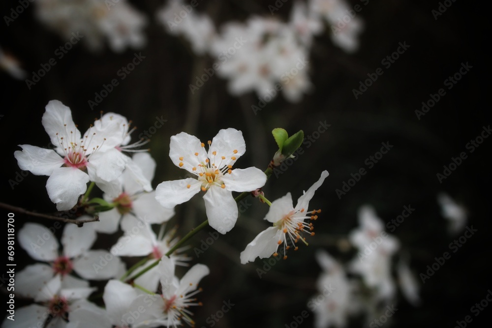 fleur blanche fleur blanche