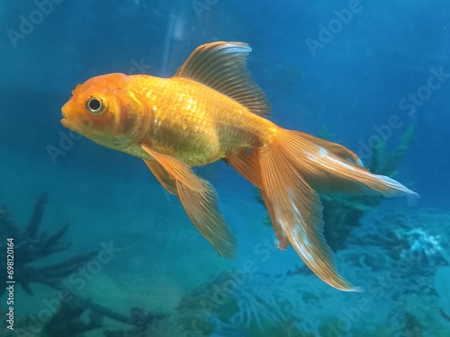 Gold fish in aquarium.