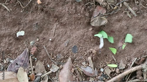 Formigas levando a comida para o formigueiro, caminho das formigas.  INSETOS
 photo