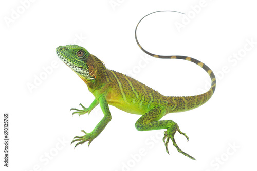 Green lizards.Chinese water dragon.
