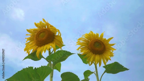 Sunflower in garden field on hill of countryside
