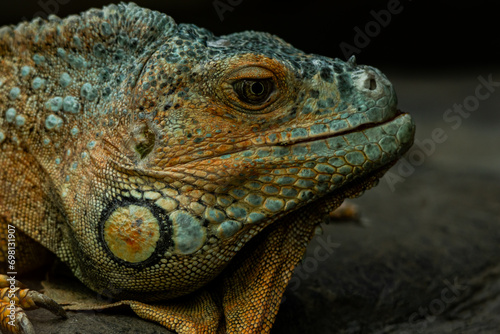 close up of iguana