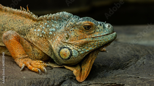 close up of iguana