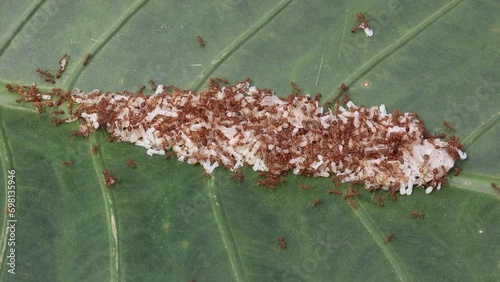 Kroto is ant eggs, a type of bird food