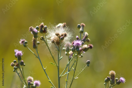 Closeup of creeping thistle buds with green blurred background