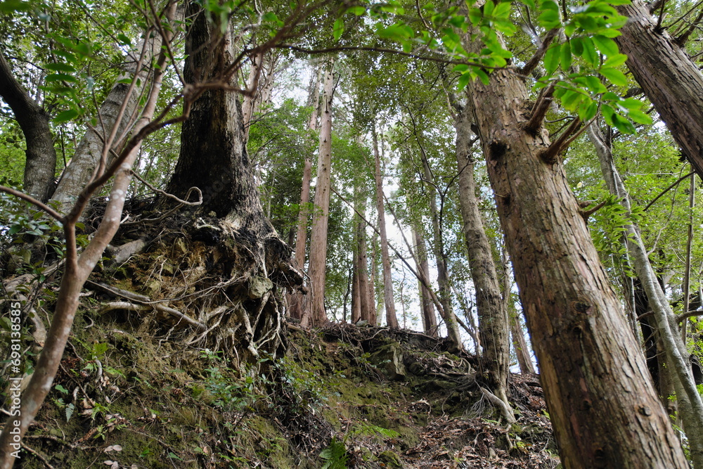 Fototapeta premium 林 静岡県河津町 Hayashi Kawazu Town, Shizuoka Prefecture
