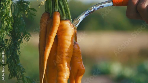 Fresh Carrots crops Splashing Water.