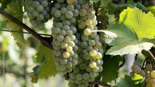 Wallpaper Mural Cutting a bunch of ripe grapes. Harvest and viticulture concept. Grapes harvesting. Close-up of ripe grapes on a vine for the preparation of white wine. Torontodigital.ca