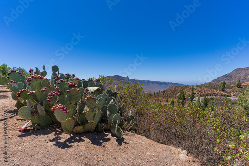 Prickly pear plant in the mountains of Gran Canaria