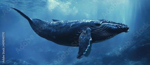 Whale species known for its reproduction. photo