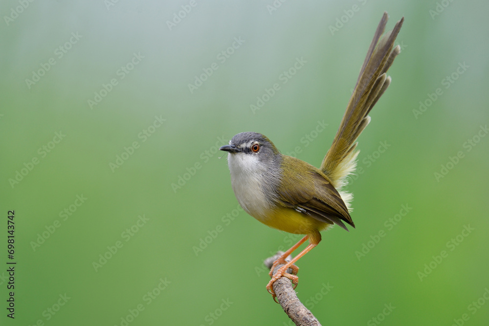 Fototapeta premium yellow bird with grey head and long tails pridely perching on wooden stick expose over green forest