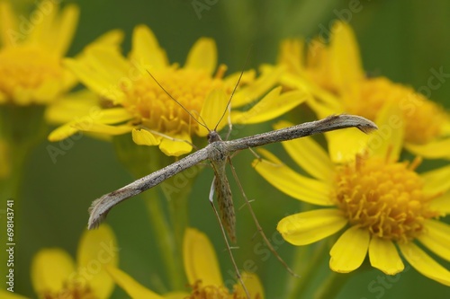 Closeup on a Morning-glory Plume Moth, Emmelina monodactyla, on a yellow flower